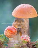 Анкета проститутки Диана - метро Мещанский, возраст - 34